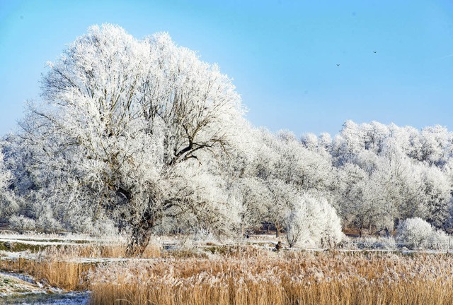 Der Winter kann so schn sein: Auf dem Myberg zwischen Ettenheim und Wallburg  | Foto: Olaf Michel