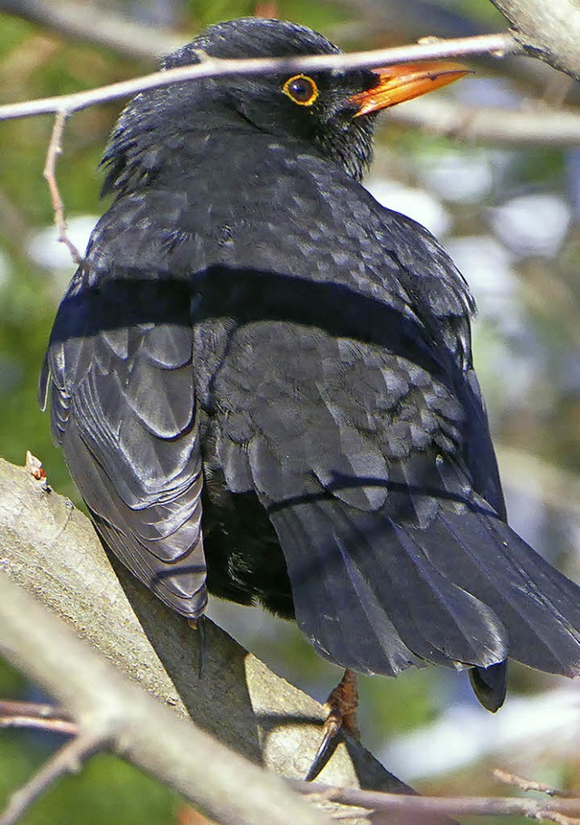 Die Amsel schaffte es diesmal nur auf den vierten Platz.   | Foto: A. Braun