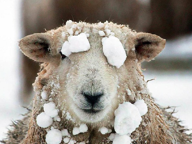Schaf im Schnee (Archivbild): Die Woll...borene Lmmer leiden unter der Klte.   | Foto: DPA