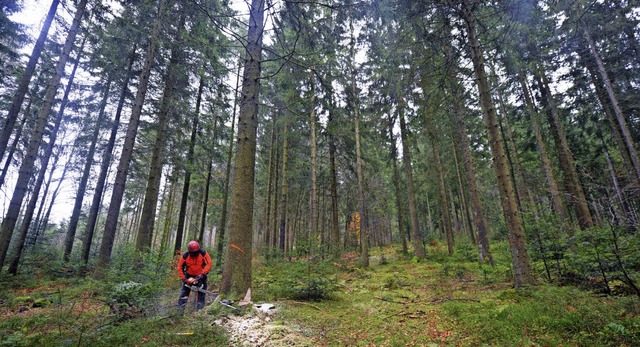 Die Gemeinde Buchenbach erwirtschaftet aus ihrem Wald willkommene Einnahmen.   | Foto: Seeger/dpa