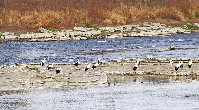 Sie brauchen keinen Steg: Strche im Rhein.   | Foto: Ralf Staub