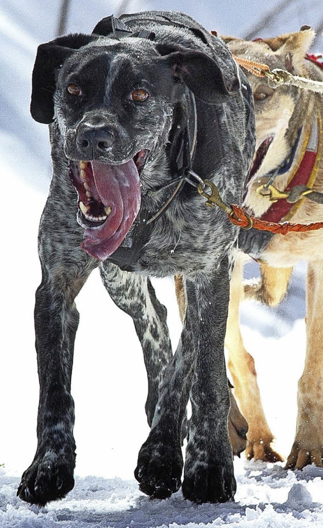 Am Wochenende sind die Schlittenhunde los.  | Foto: Archivfoto: Scheu