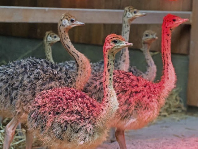 Die jungen Strauen im Basler Zoo habe...alb von  sechs Wochen versiebenfacht.   | Foto: Torben Weber