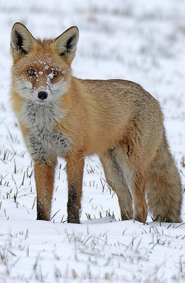 Harte Winterzeit: Fuchs auf Futtersuche  | Foto: Helmut ROOS