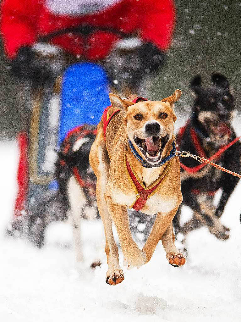 Impressionen vom Schlittenhunderennen in Todtmoos