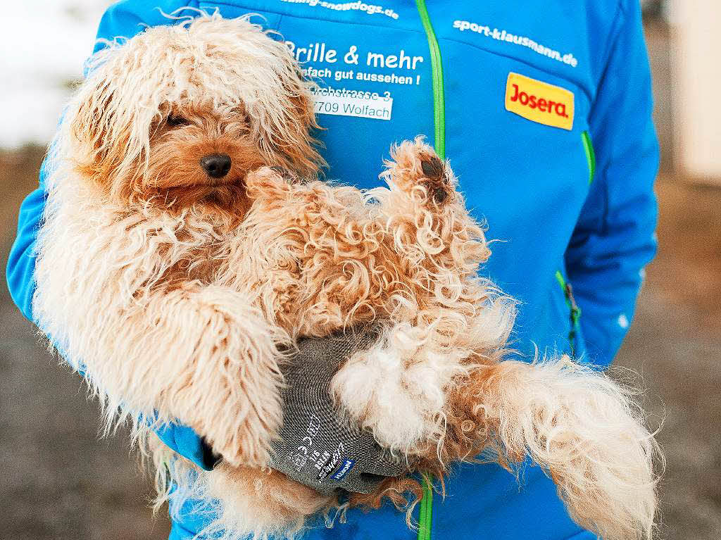 Impressionen vom Schlittenhunderennen in Todtmoos