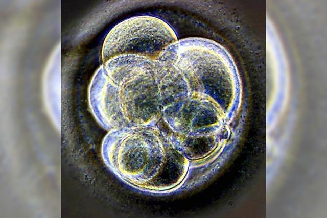 London erlaubt Genmanipulation an Embryonen