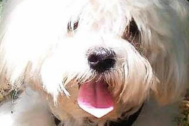 Beißattacke an kleinem Hund – Besitzerin sucht Schuldigen über Facebook