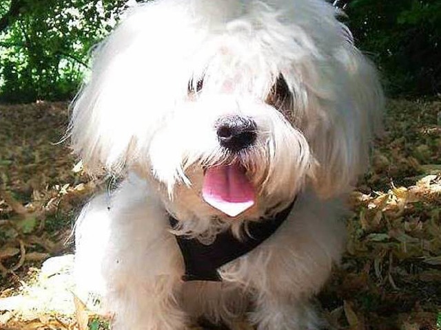 Malteser Buddy ist in Emmendingen von einem greren Hund angefallen worden.   | Foto: Privat