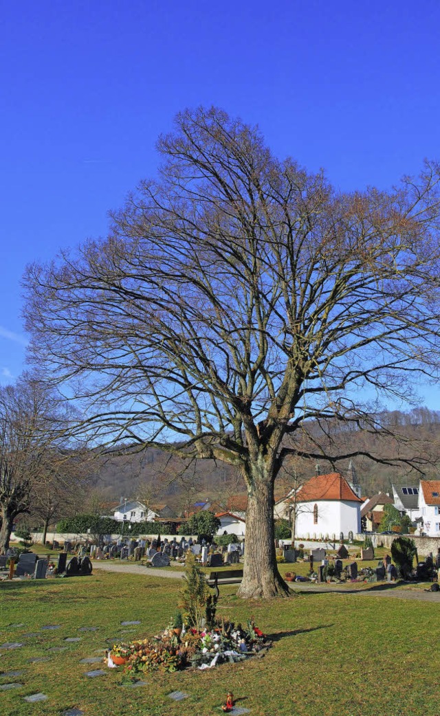 Die alte Linde am Eingang des Hertener...stenpilz bereits zu sehr angegriffen.   | Foto: Archivbild: Boris Burkhardt