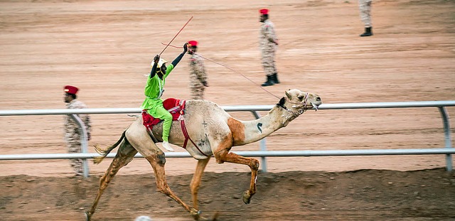 Kamelrennen beim Dschanadrijah-Fest in Saudi-Arabien  | Foto: DPA