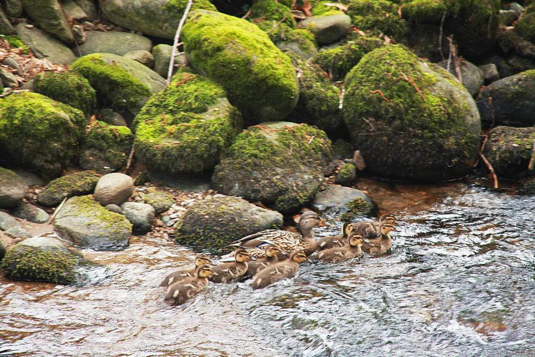 Auf diesem Bild fhrt die Brugga wenig...ie Brugga gestrzt und dort gestorben.  | Foto: Andreas Peikert
