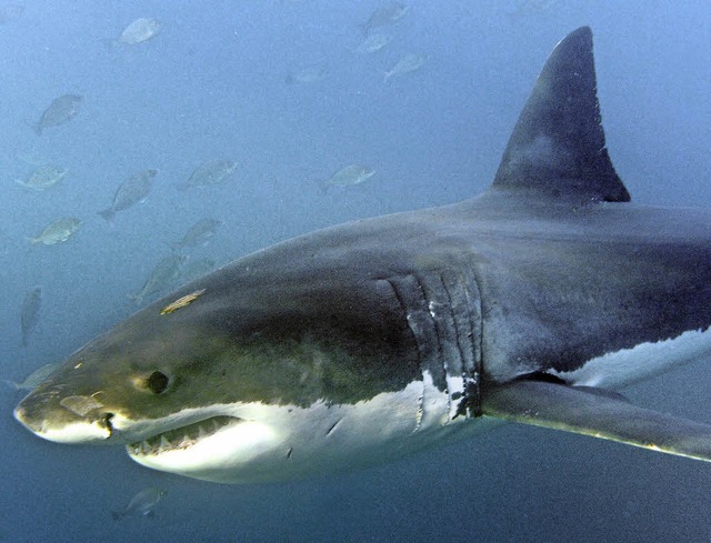 Der weie Hai kann Menschen nicht nur in Hollywood-Filmen gefhrlich werden.  | Foto: dpa