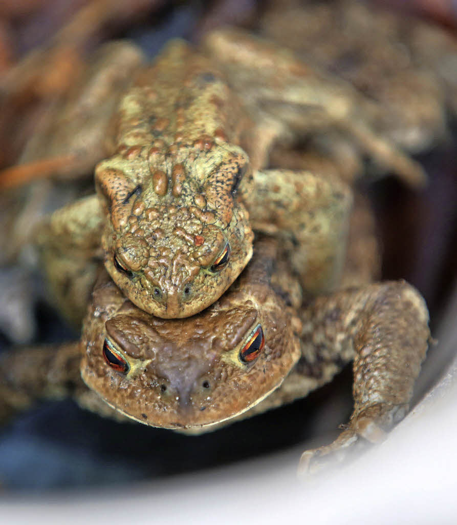 Gefährliche Wanderschaft für Amphibien Kreis Lörrach Badische Zeitung