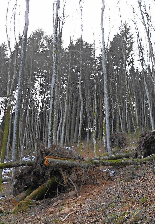 Wenn es strmt, soll auf Waldspazierg...bach &#8211;  vor dem jngsten Sturm.   | Foto:  Langelott
