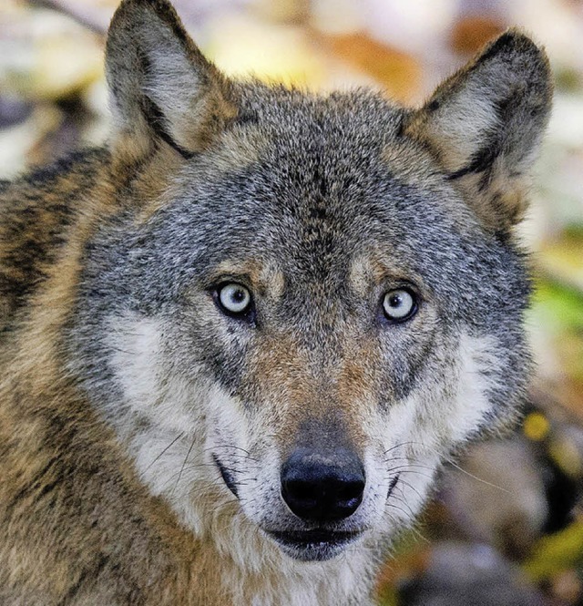 Ob der Wolf  gefhrlich ist, ist umstritten  | Foto: dpa