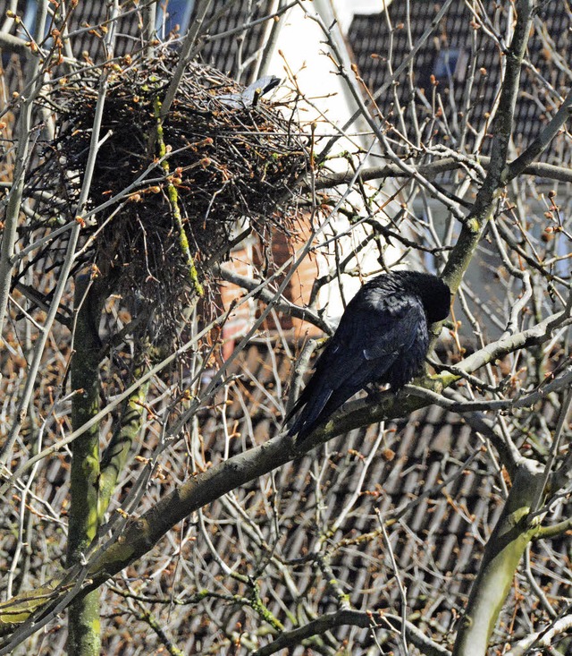 Nester verschwinden.   | Foto: LAUBER