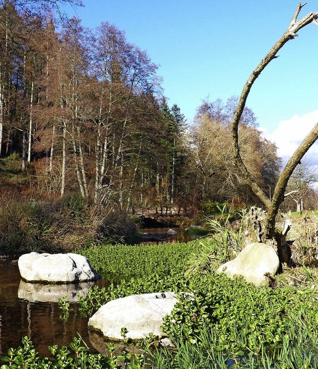 <BZ-FotoAnlauf>Kleines Wiesental: </BZ-FotoAnlauf>Drre am Fluss im November  | Foto: dsa