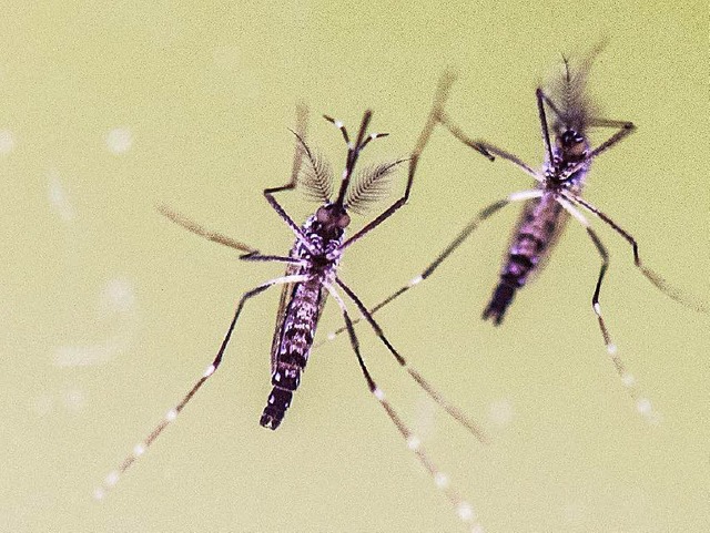 Gelbfiebermcken (Aedes Aegypti) gelte...it vor allem in Sdamerika grassiert.   | Foto: dpa