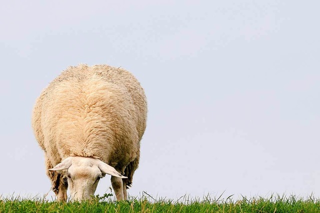 Dieses Schaf hatte mehr Glck mit sein...r als seine Knigsbronner Artgenossen.  | Foto: Carola Schubbel - Fotolia
