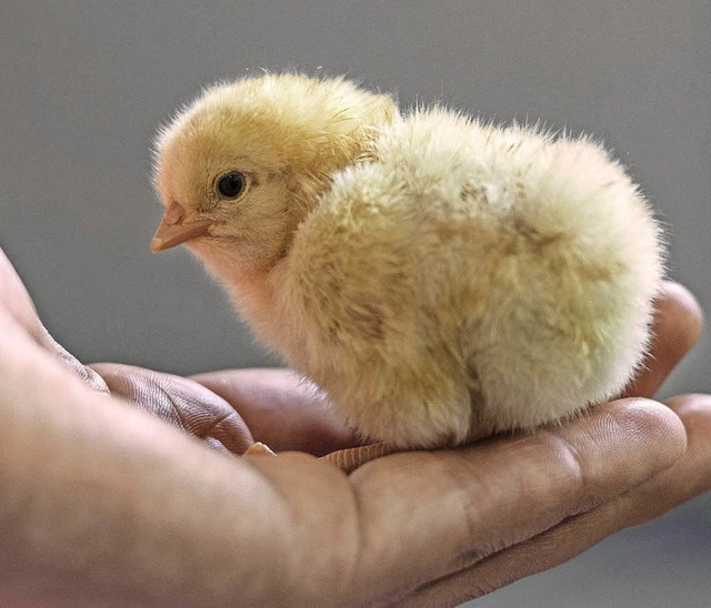 Sie legen keine Eier und setzen nicht ...rteil fr Millionen mnnlicher Kken.   | Foto: dpa