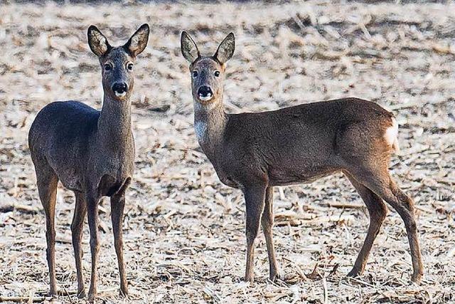 Trchtige Rehe sind fr Hunde eine leichte Beute