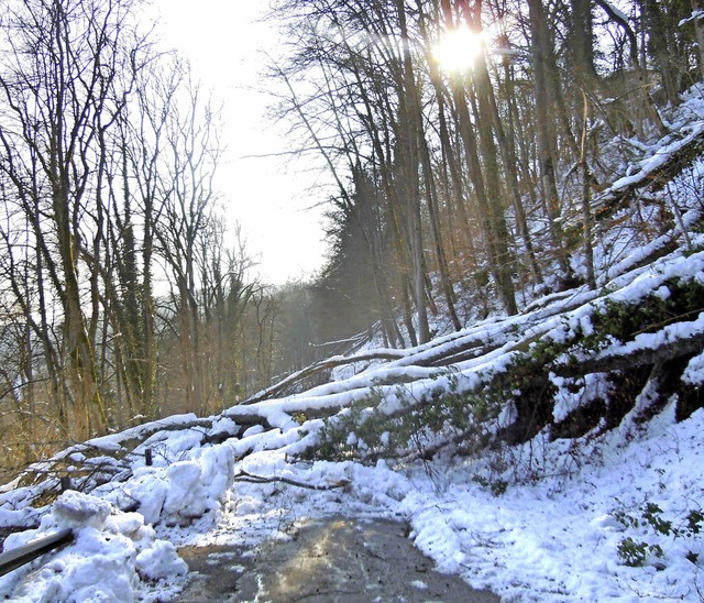 Schneebruch war auch im Eberfinger Wald einer der Problemkreise.  | Foto: Jutta Binner-Schwarz