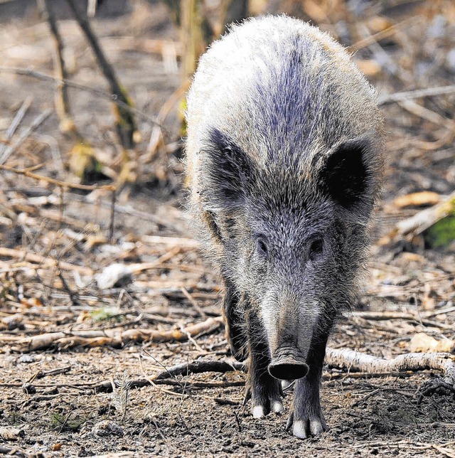 Ungereimtheiten sehen die Landwirte bei Schden, die Wildschweine anrichten.   | Foto: dpa