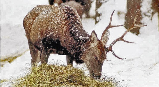 Die Winterftterung von Schalenwild wu...as Verbot tritt am 31. Mrz in Kraft.   | Foto: dpa