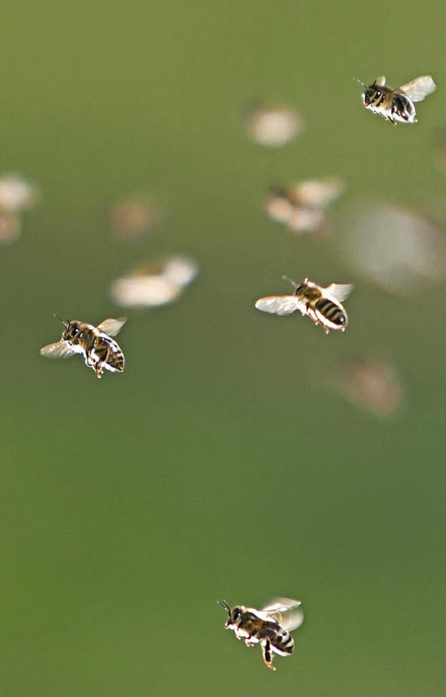 Wer  Bienen  Gutes tun will, st im Garten Blumen aus.   | Foto: dpa