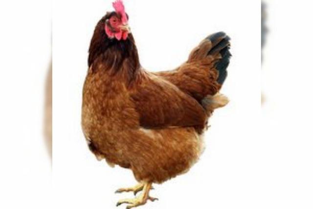 Ein Huhn, zwei Gaspistolen und drei Eier: Diebe in Schrebergarten festgenommen