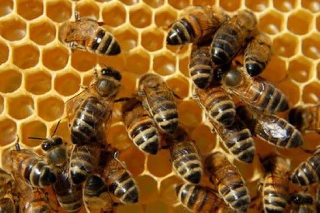 Merkwrdiges Eigentumsdelikt: Bienenvlker in Lffingen entwendet