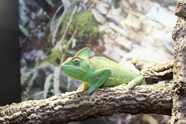 Ausstellung fr Terrarienfreunde in der Messe Offenburg (Halle 2)