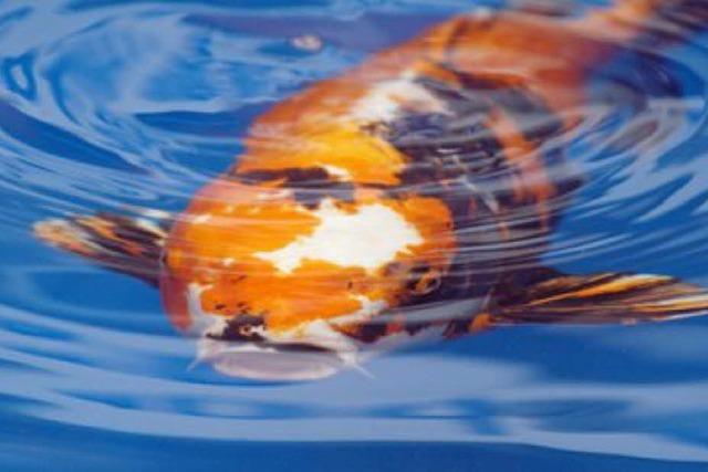 Merkwrdige Eigentumsdelikte: Goldfische und Koi-Karpfen geklaut