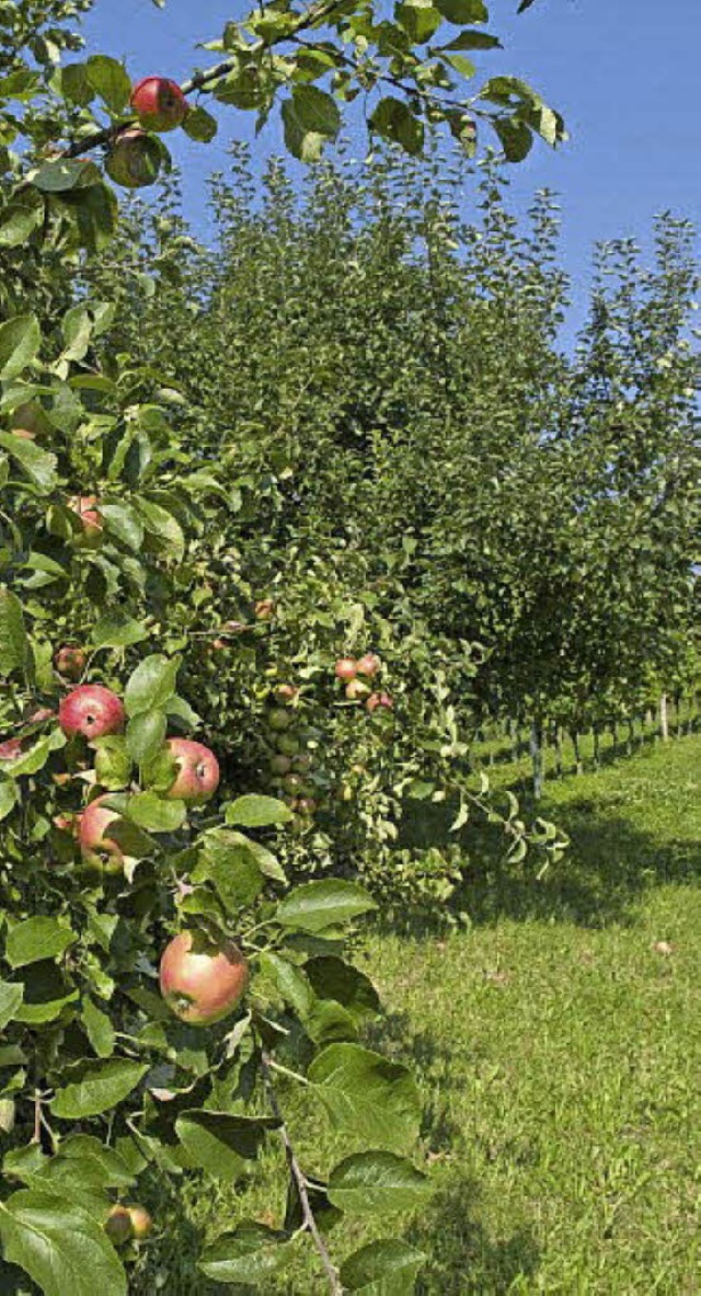 Das Kulturgut Streuobstwiese rckt die Stadt Ettenheim strker in den Fokus.  | Foto: Stadt Ettenheim