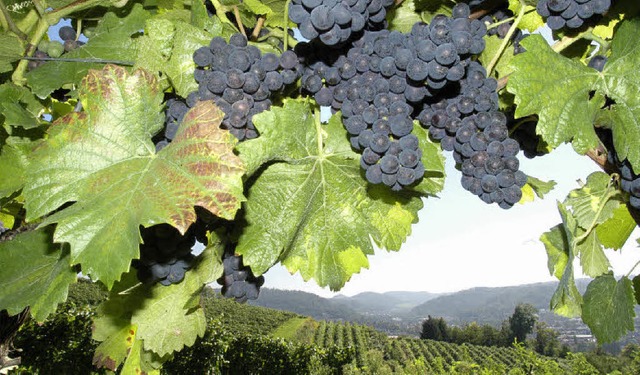 Vollreifer Sptburgunder und die Rebla...isgauer Wein regional beworben werden.  | Foto: ARCHIV: MICHAEL BAMBERGER