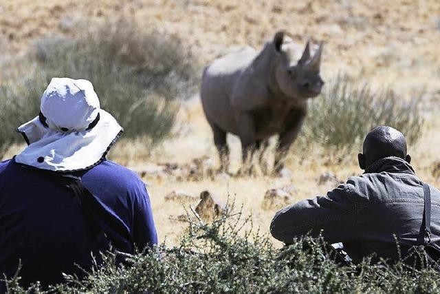 Auf den Spuren der Nashrner im Desert Rhino Camp