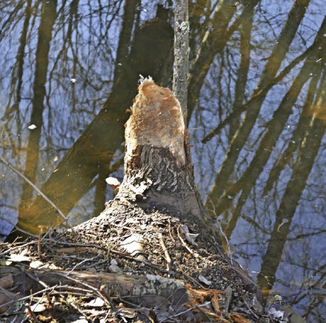 Eindeutige Nagespuren belegen den Aufe...es Bibers im Karyweiher in Rtenbach.   | Foto: Liane Schilling