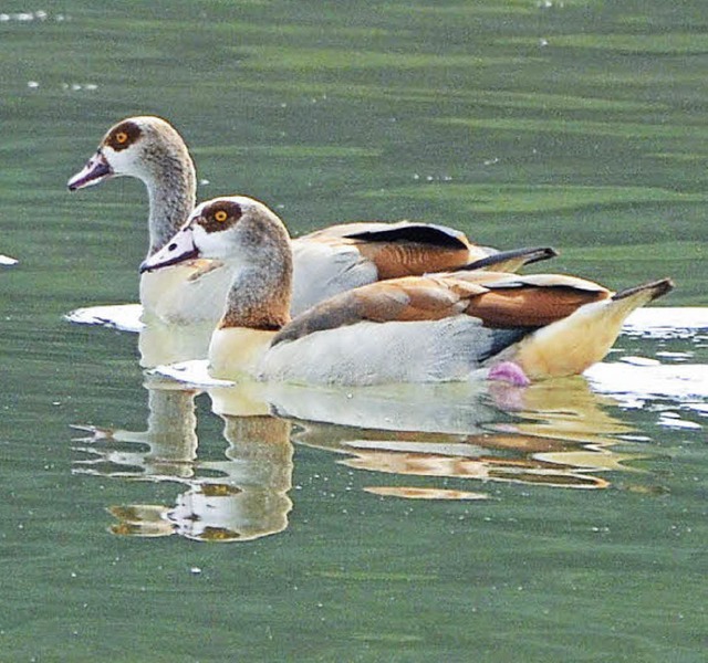 Neubrger im Breisgau: Nilgnse   | Foto: Rummler