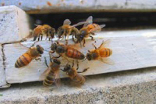 Merkwrdige Eigentumsdelikte: mehrere Bienenvlker in Lffingen entwendet