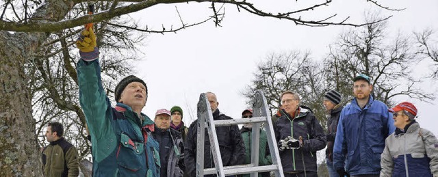 Klaus Nasilowski (links vorne) erklrt den richtigen Schnitt eines Obstbaums.   | Foto: Horatio Gollin