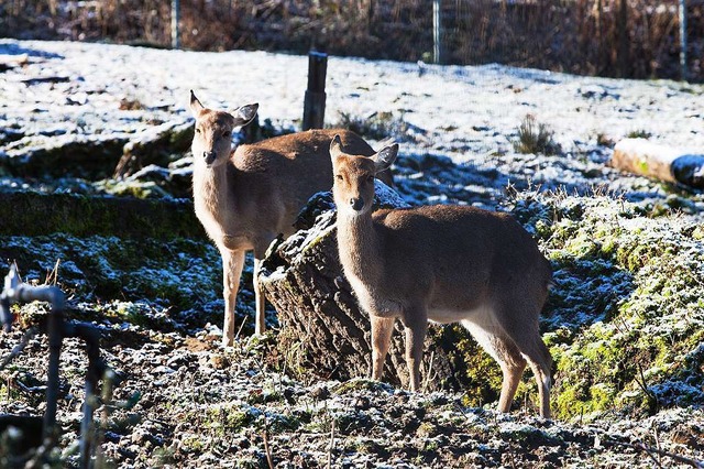 Ab 27. Februar kann der Schwarzwaldzoo...52 Tierarten wieder besichtigt werden.  | Foto: Gabriele Zahn