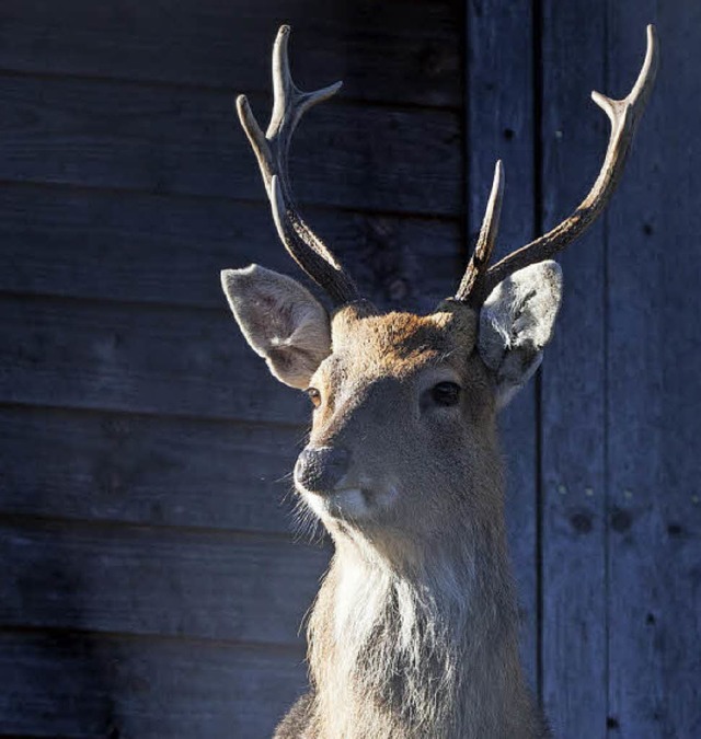 Lebt auch im Schwarzwaldzoo: Sika-Hirsch  | Foto: Gabriele Zahn