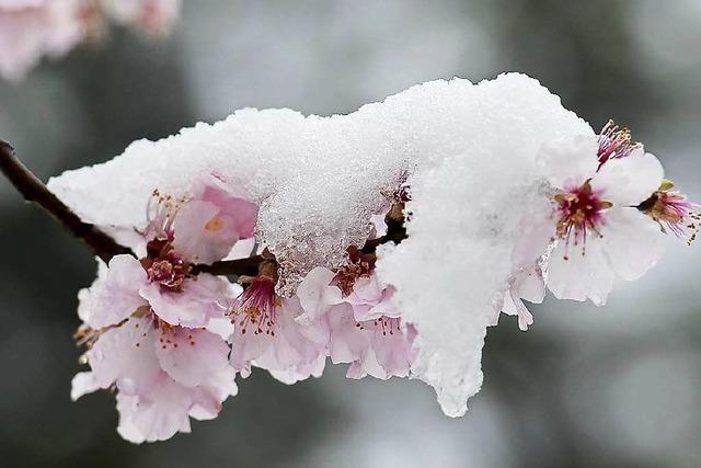 Fotos: Ein Hauch von Winter in Freiburg