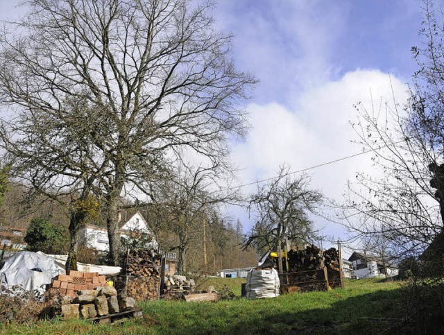 Die Eiche im knftigen Hgelberger Bau...rkel&#8220; sorgt fr Gesprchsstoff.   | Foto: Robert Bergmann