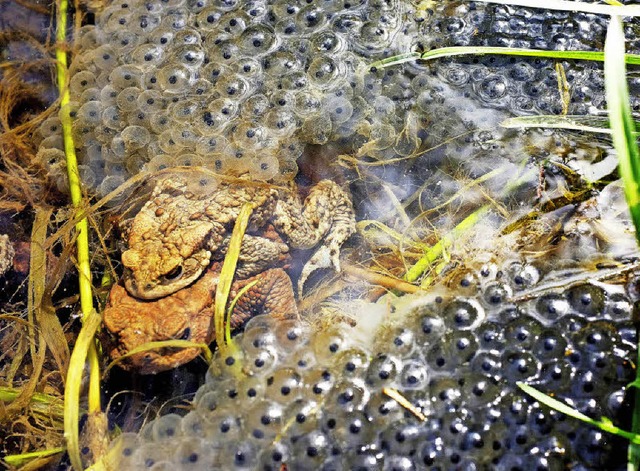 Das Erdkrtenweibchen hat das Mnnchen...ild unten ist ein Grasfrosch zu sehen.  | Foto: Bernd Weibrod