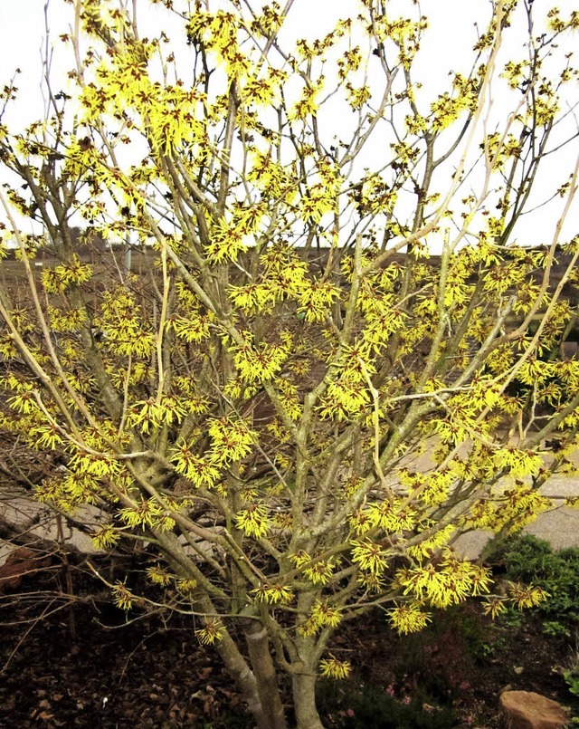 ZAUBERNUSS - lateinisch Hamamelis - he...ie es derzeit den Anschein hat.    rmn  | Foto: Reiner Merz