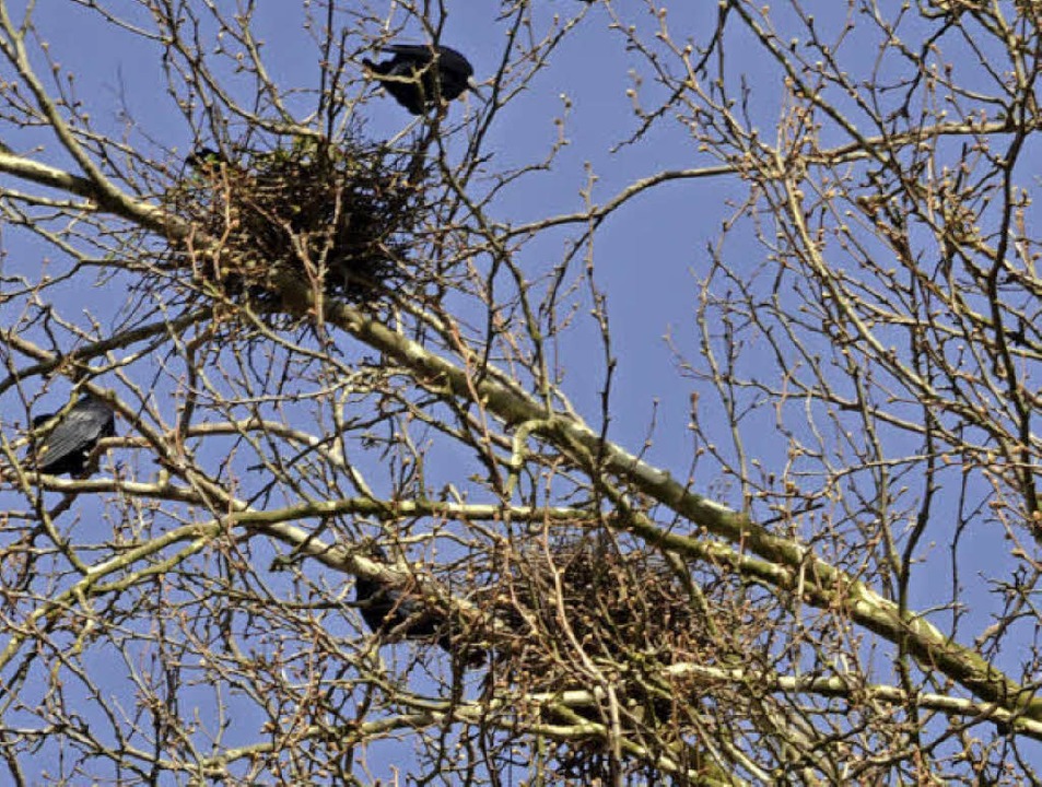 Sie sind wieder da: die Krähen mögen hohe Bäume.  | Foto: Walser