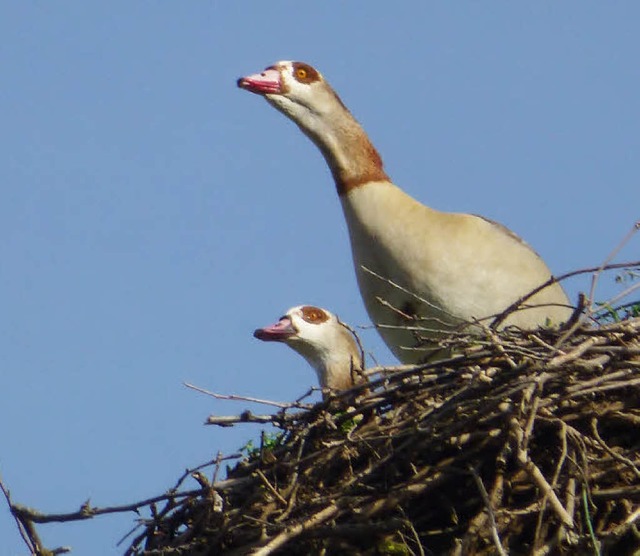 Zwei Nilgnse in einem Storchennest in Umkirch, fotografiert im Jahr  2014.   | Foto: Karl-Ernst Schmieder