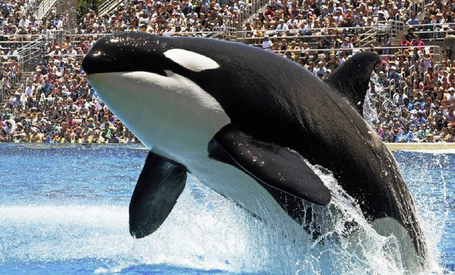 Eine umstrittene Orca-Show bei Sea World in San Diego  | Foto: dpa